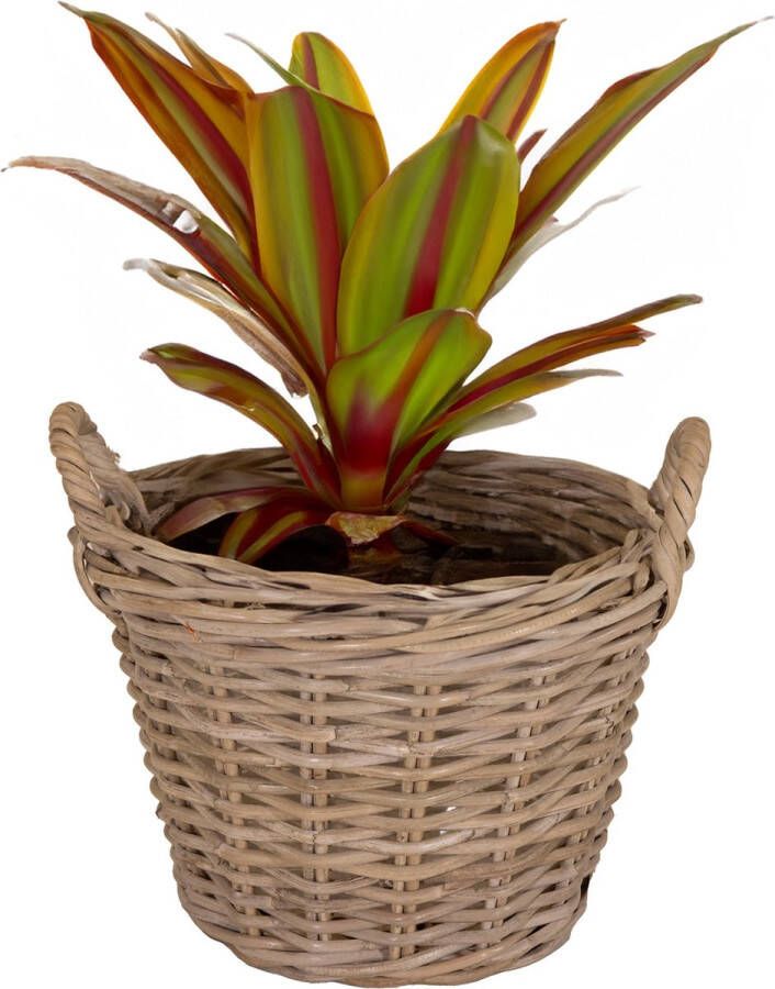 Mega Collections Planten bloemen mand Levi rotan naturel D25 x H18 cm plantenpot voor buiten