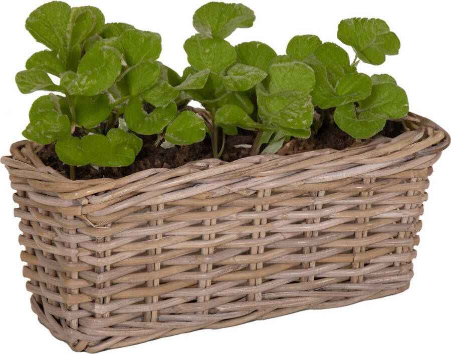 Mega Collections Planten bloemen mand Levi rotan rechthoekig naturel 40 x 15 x 17 cm plantenpot voor buiten