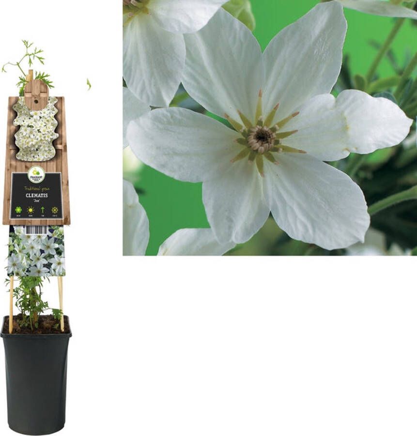 Megatuinshop.nl Groenblijvende Klimplant Clematis Joe (Bosrank)