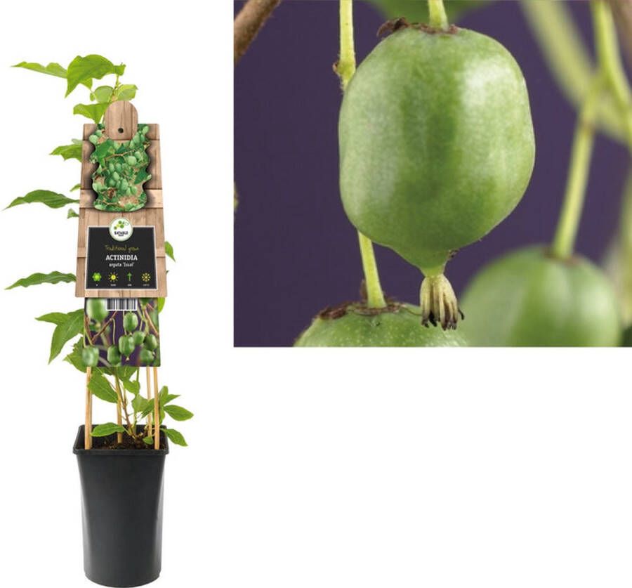 Megatuinshop.nl Klimplant Actinidia arguta Issai (kiwi)