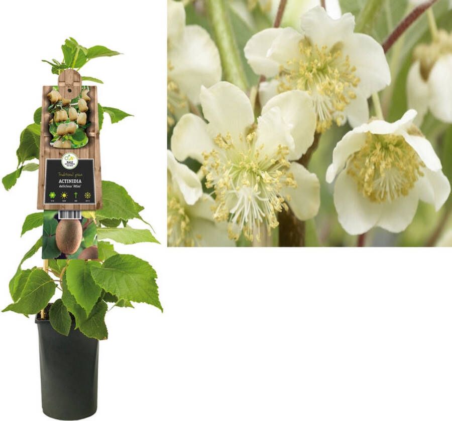 Megatuinshop.nl Klimplant Actinidia deliciosa Atlas (kiwi)