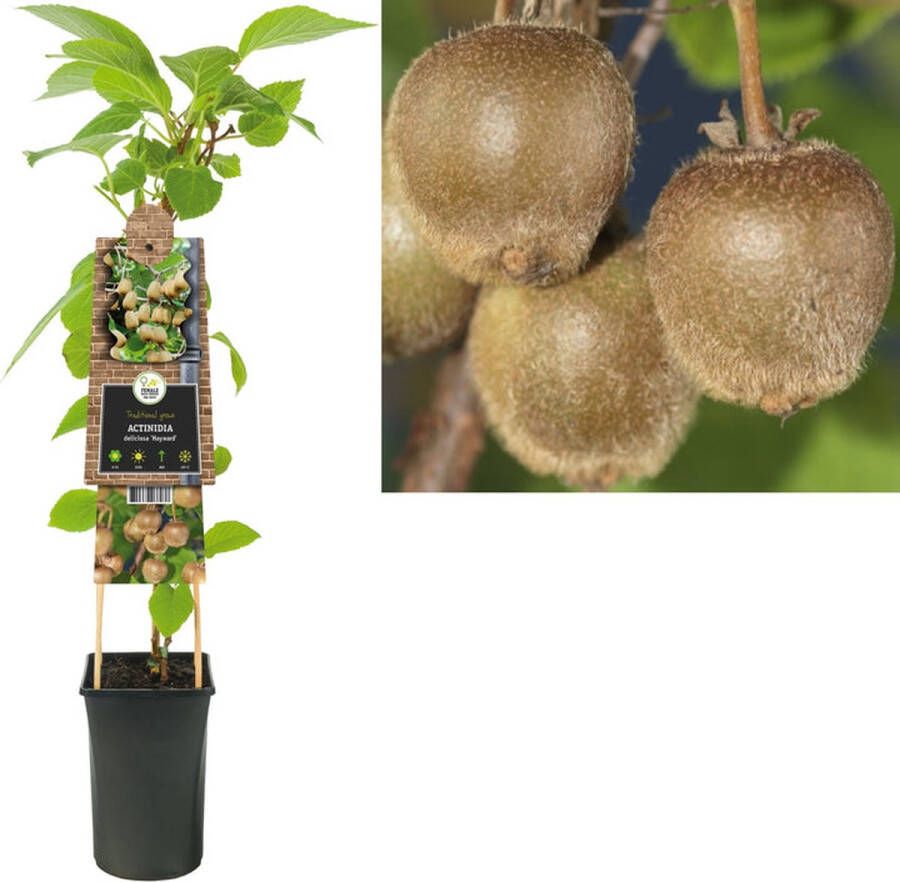 Megatuinshop.nl Klimplant Actinidia deliciosa Hayward (kiwi)