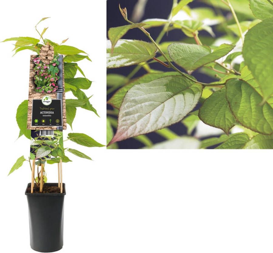 Megatuinshop.nl Klimplant Actinidia kolomikta (kiwi)