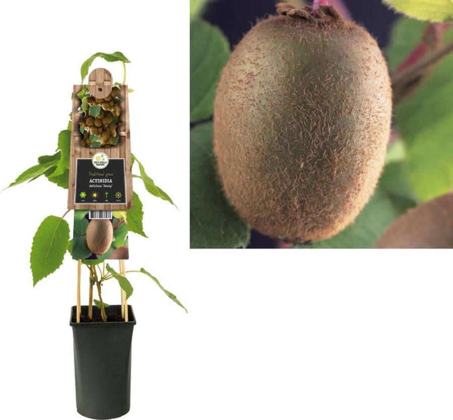 Megatuinshop.nl Klimplant Actinidiadeliciosa Jenny (kiwi)