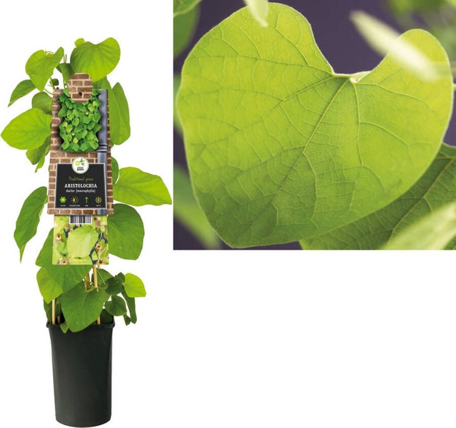 Megatuinshop.nl Klimplant Aristolochia durior (macrophylla)