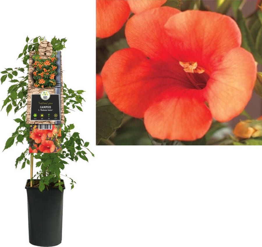 Megatuinshop.nl Klimplant Campsis t. Madame Galen (trompetbloem)