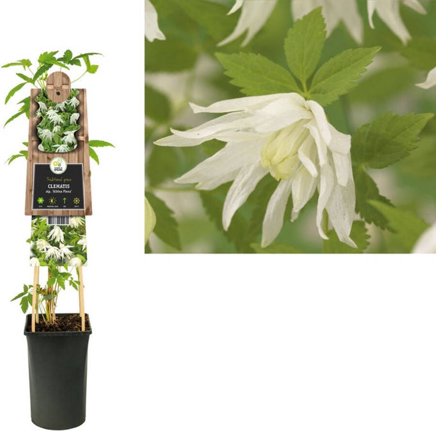 Megatuinshop.nl Klimplant Clematis alp. Albina Plena (Bosrank)