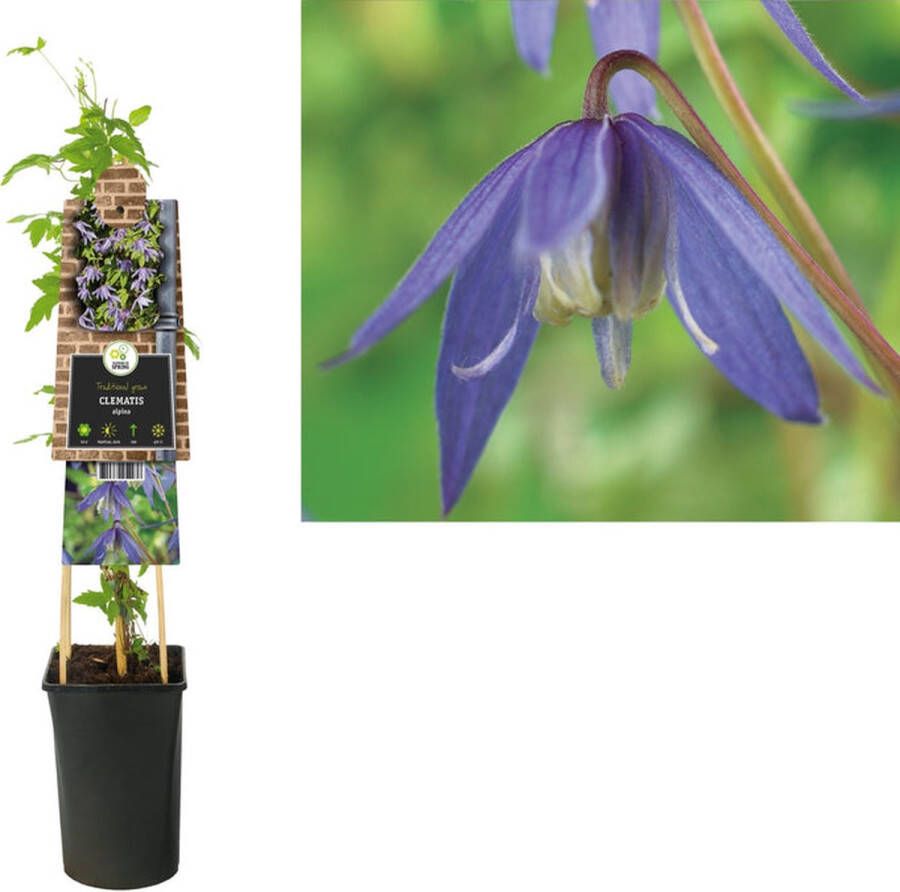 Megatuinshop.nl Klimplant Clematis alpina (Bosrank)