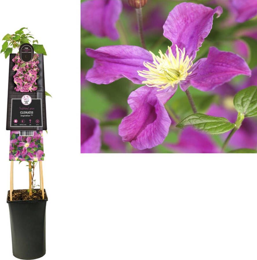 Megatuinshop.nl Klimplant Clematis Arabella (Bosrank)