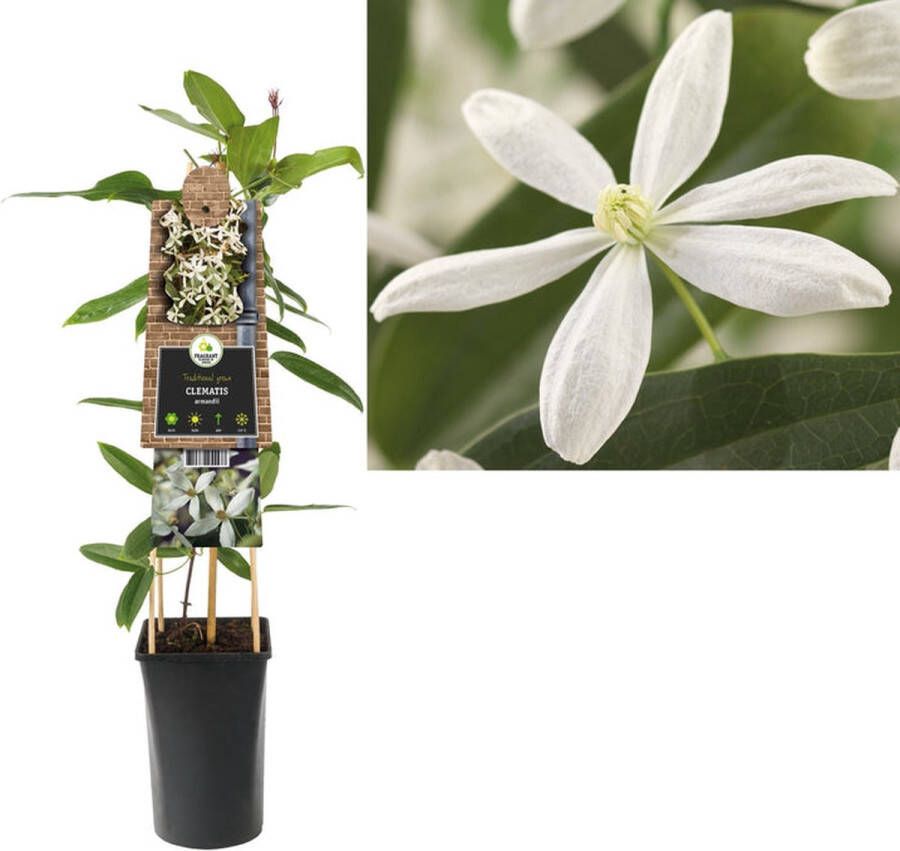 Megatuinshop.nl Klimplant Clematis armandii (Bosrank)