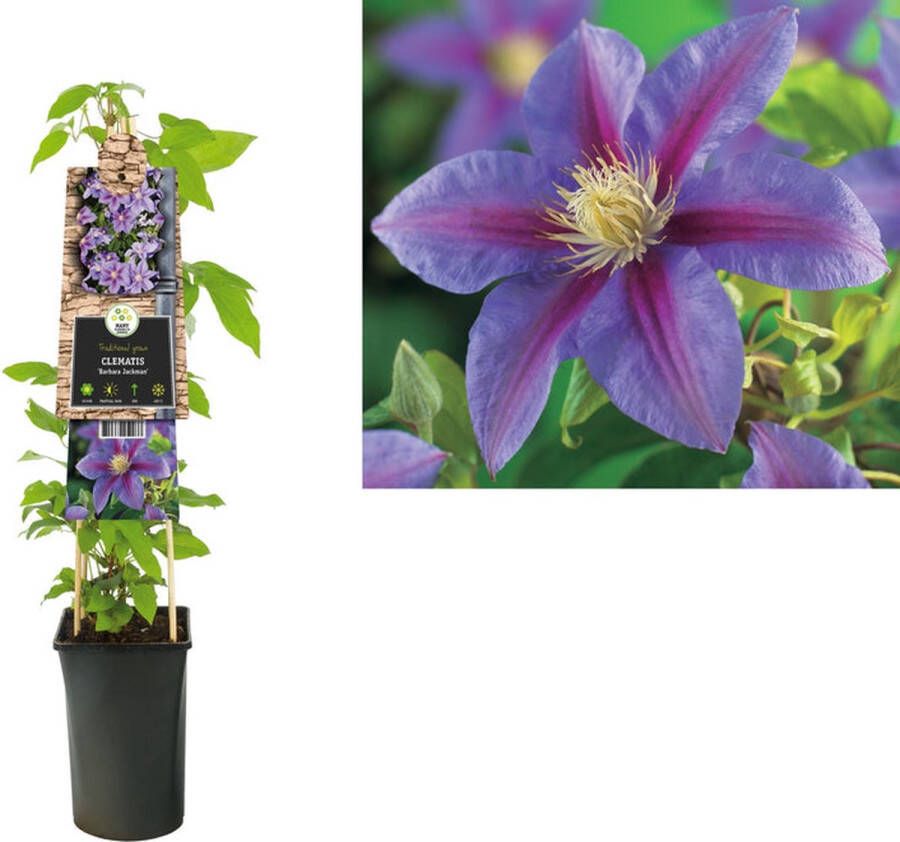 Megatuinshop.nl Klimplant Clematis Barbara Jackman (Bosrank)