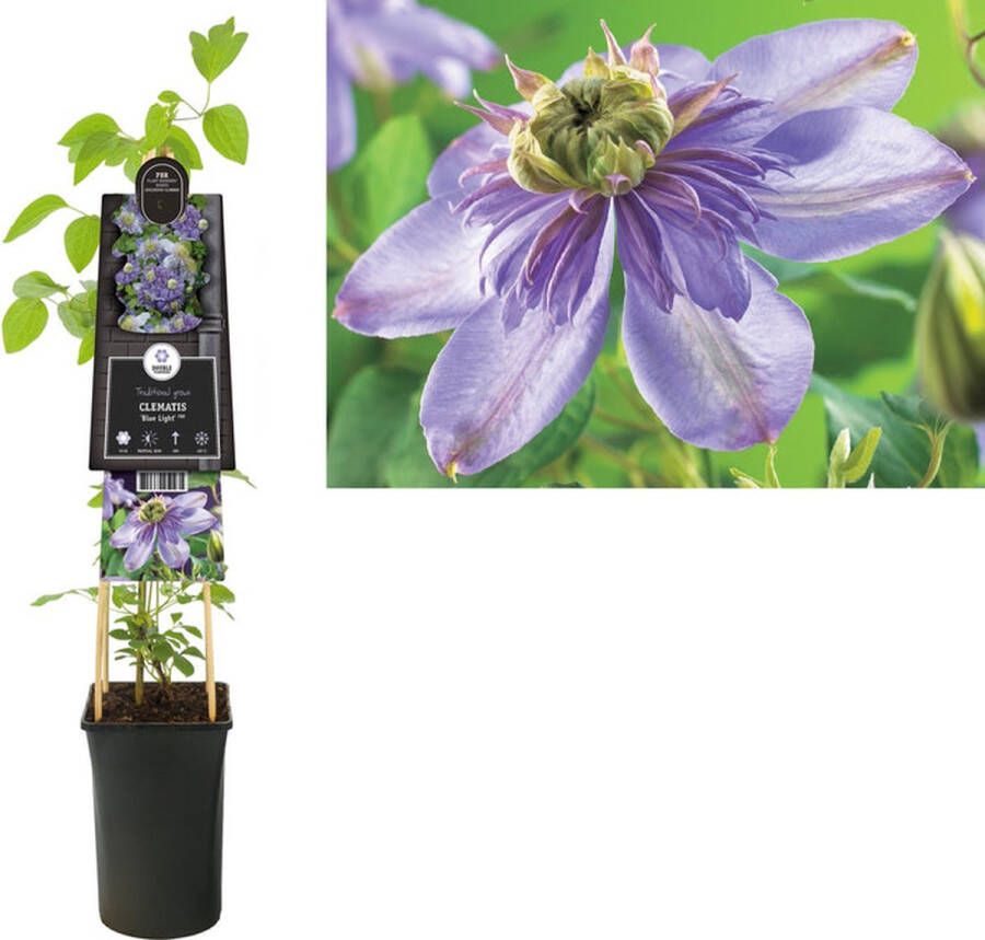 Megatuinshop.nl Klimplant Clematis Blue Light PBR (Bosrank)