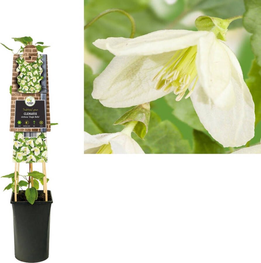 Megatuinshop.nl Klimplant Clematis cirrhosa Jingle Bells (Bosrank)