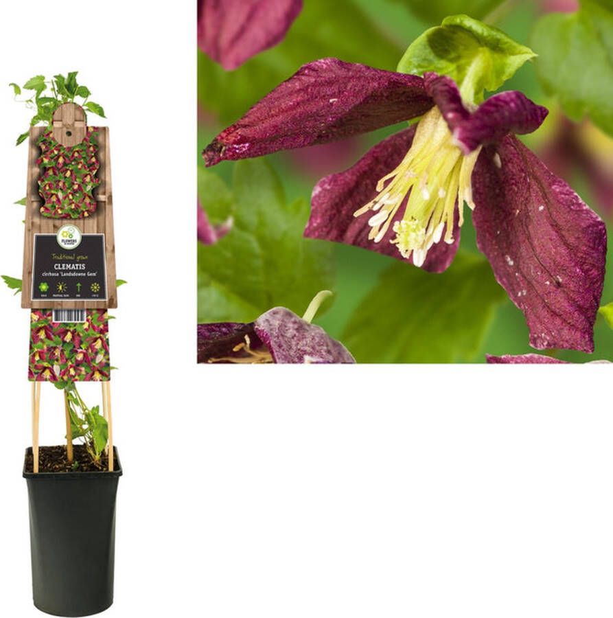 Megatuinshop.nl Klimplant Clematis cirrhosa Landsdowne Gem (Bosrank)