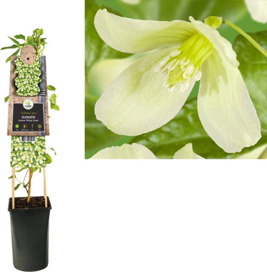 Megatuinshop.nl Klimplant Clematis cirrhosa Wisley Cream (Bosrank)