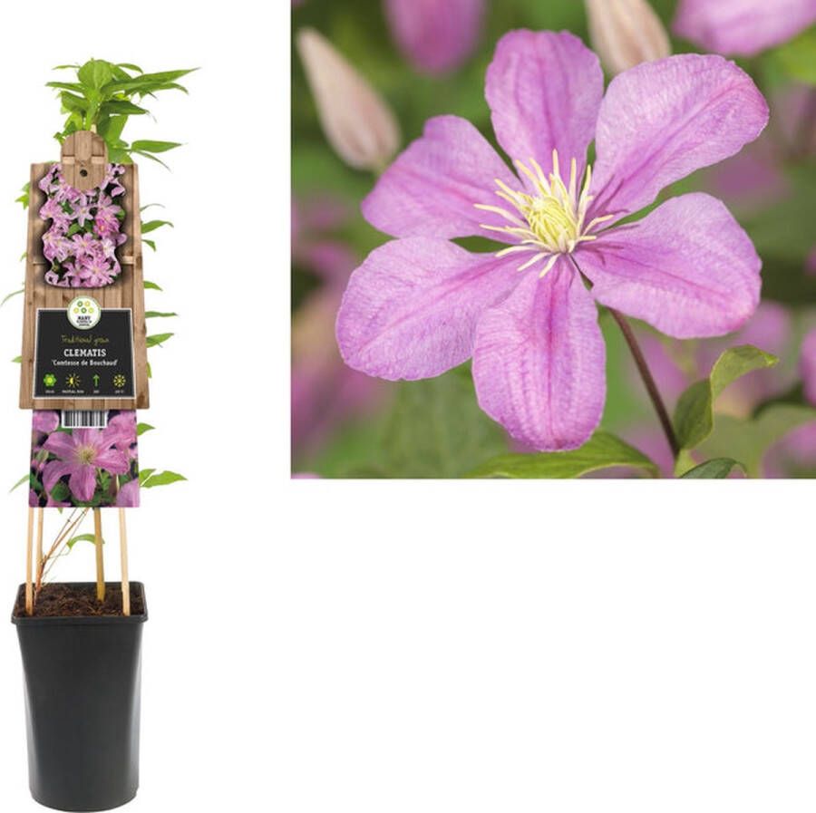 Megatuinshop.nl Klimplant Clematis Comtesse de Bouchaud (Bosrank)