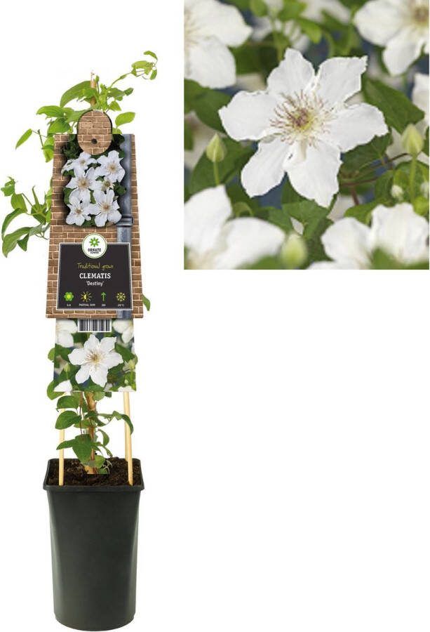 Megatuinshop.nl Klimplant Clematis 'Destiny' (Bosrank)