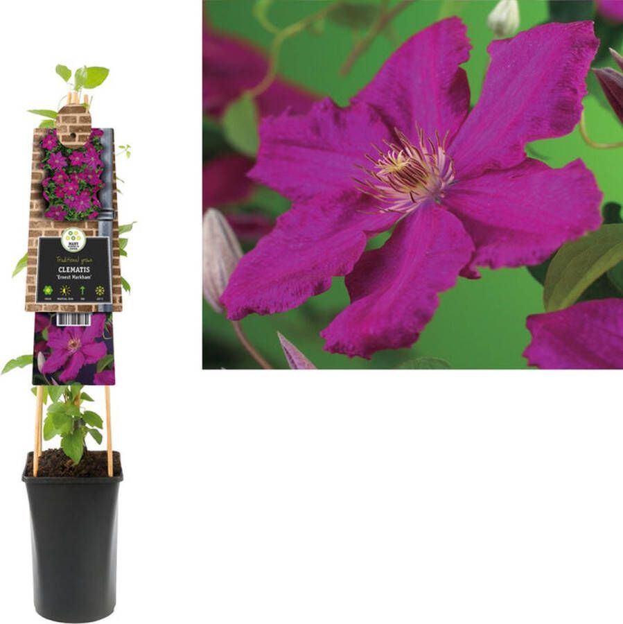 Megatuinshop.nl Klimplant Clematis Ernest Markham (Bosrank)