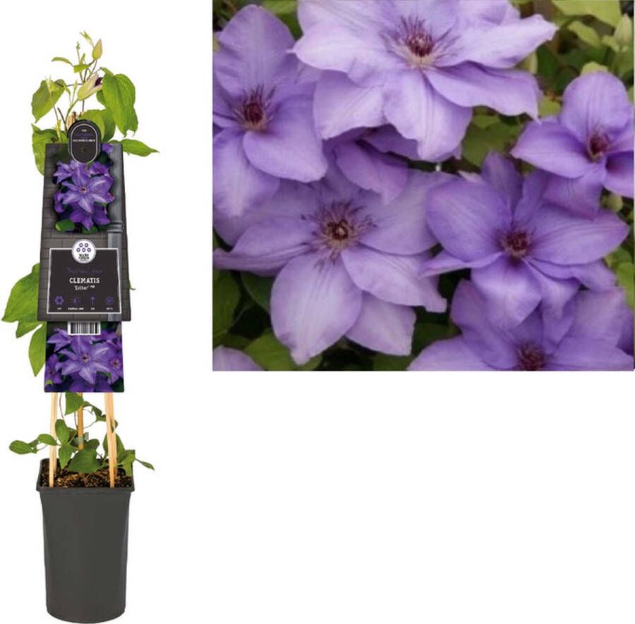 Megatuinshop.nl Klimplant Clematis Esther PBR (Bosrank)