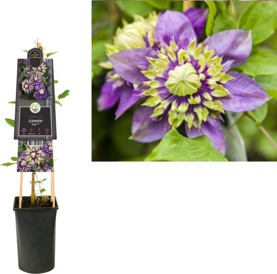 Megatuinshop.nl Klimplant Clematis florida Taiga PBR (Bosrank)