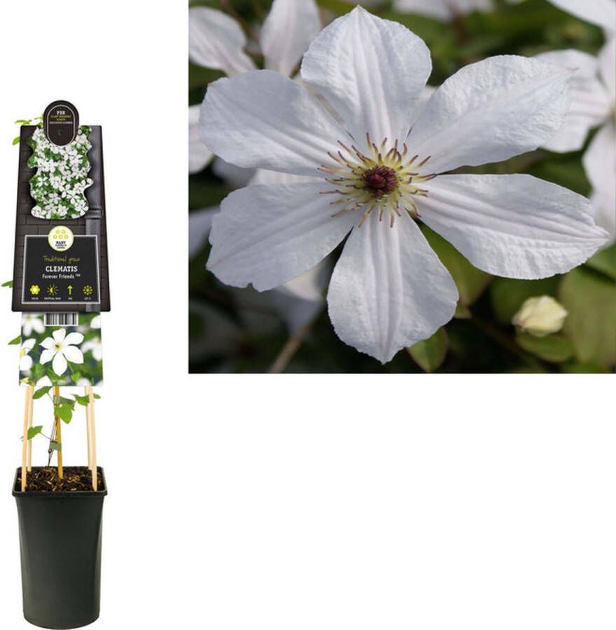 Megatuinshop.nl Klimplant Clematis Forever Friends PBR (Bosrank)