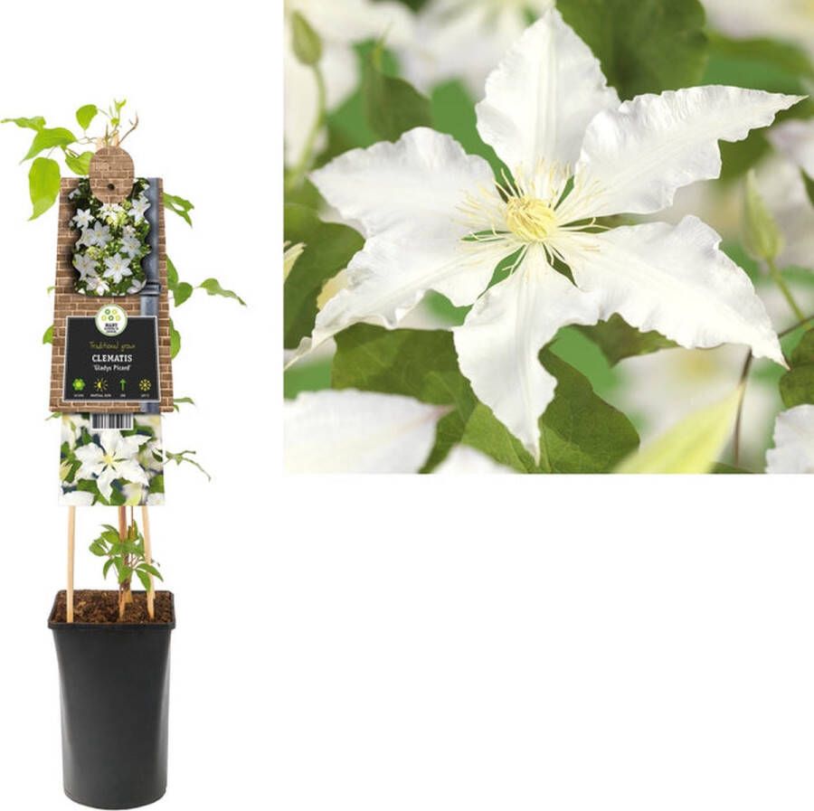 Megatuinshop.nl Klimplant Clematis Gladys Picard (Bosrank)