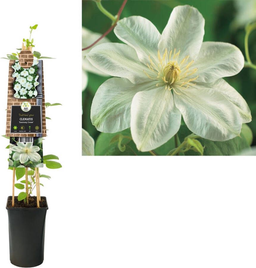 Megatuinshop.nl Klimplant Clematis Guernsey Cream (Bosrank)