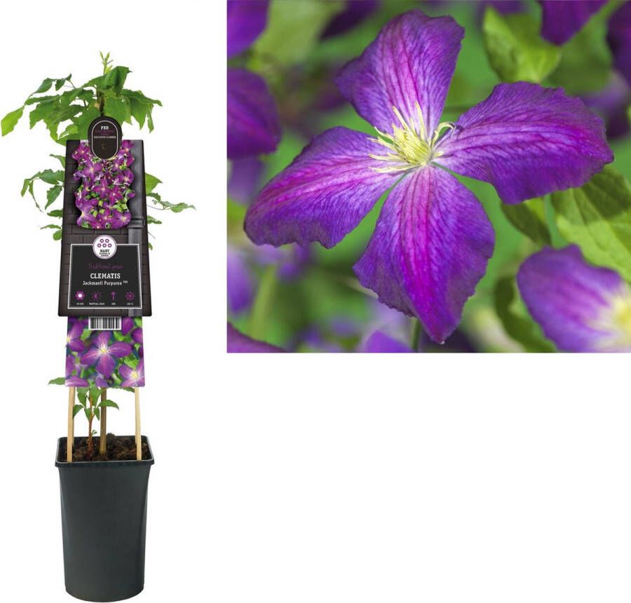 Megatuinshop.nl Klimplant Clematis Jackmanii Purpurea PBR (Bosrank)