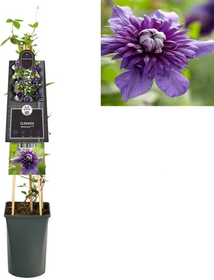 Megatuinshop.nl Klimplant Clematis Kokonoe PBR (Bosrank)