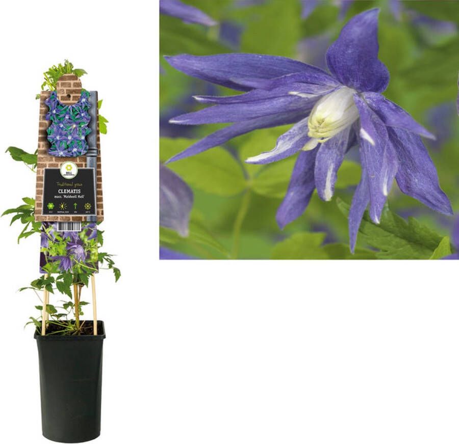 Megatuinshop.nl Klimplant Clematis macr. Maidwell Hall (Bosrank)