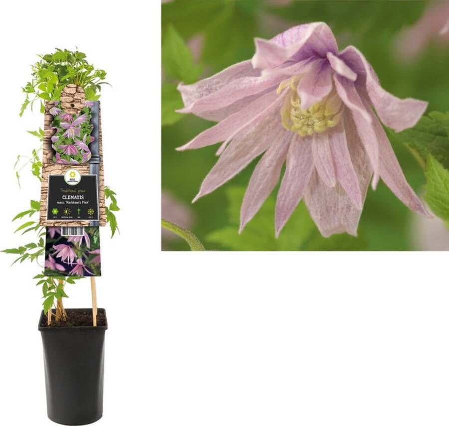 Megatuinshop.nl Klimplant Clematis macr. Markham s Pink (Bosrank)