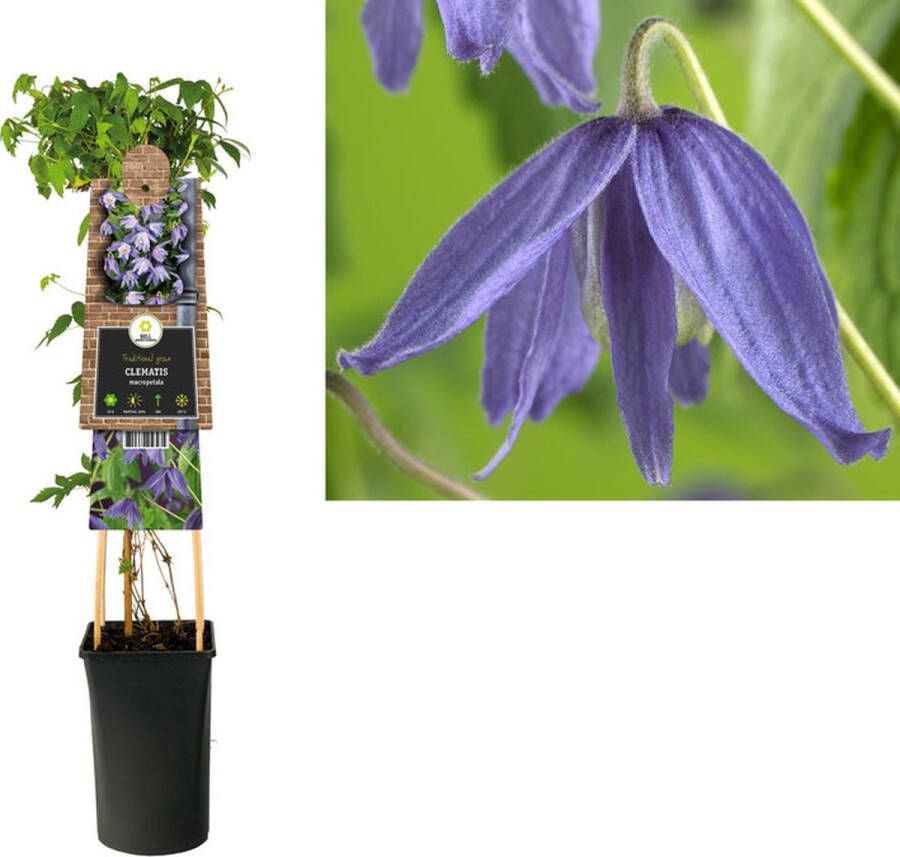 Megatuinshop.nl Klimplant Clematis macropetala (Bosrank)