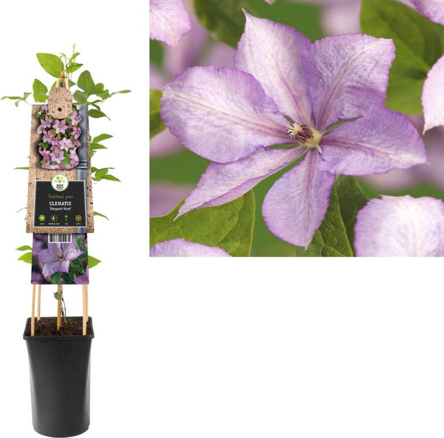 Megatuinshop.nl Klimplant Clematis Margaret Hunt (Bosrank)