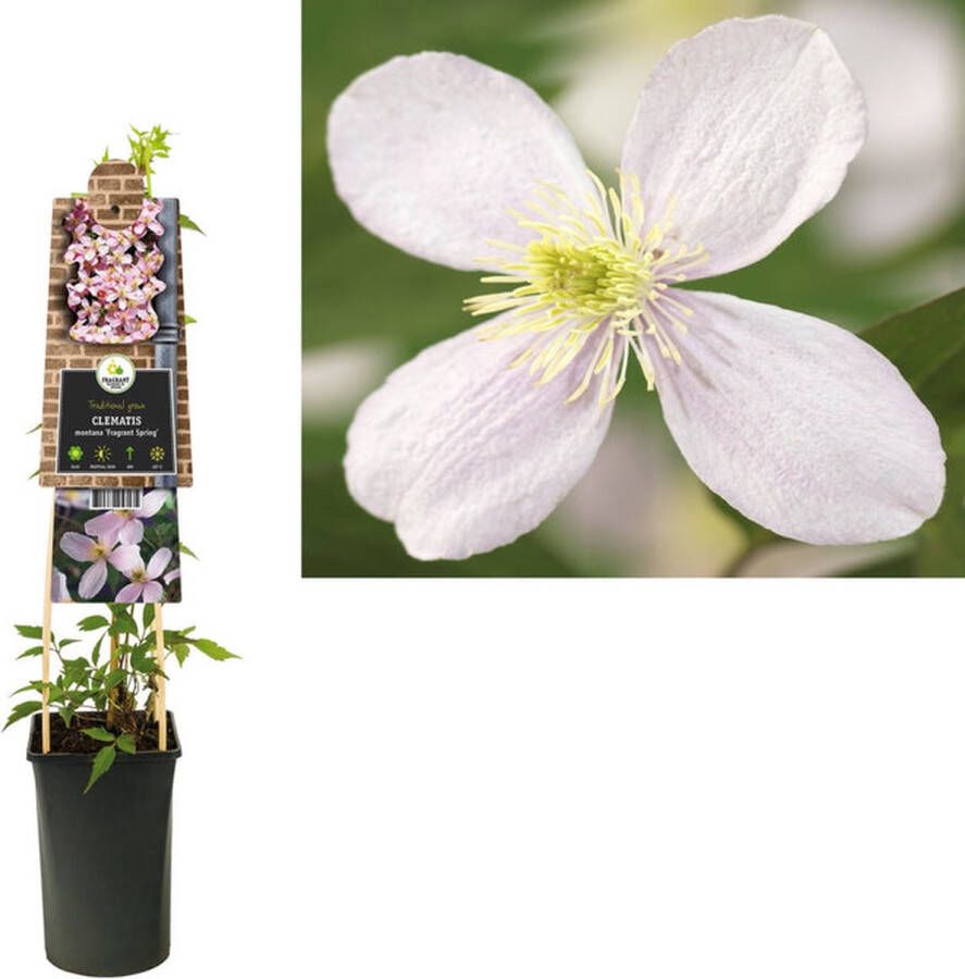 Megatuinshop.nl Klimplant Clematis montana Fragrant Spring (Bosrank)