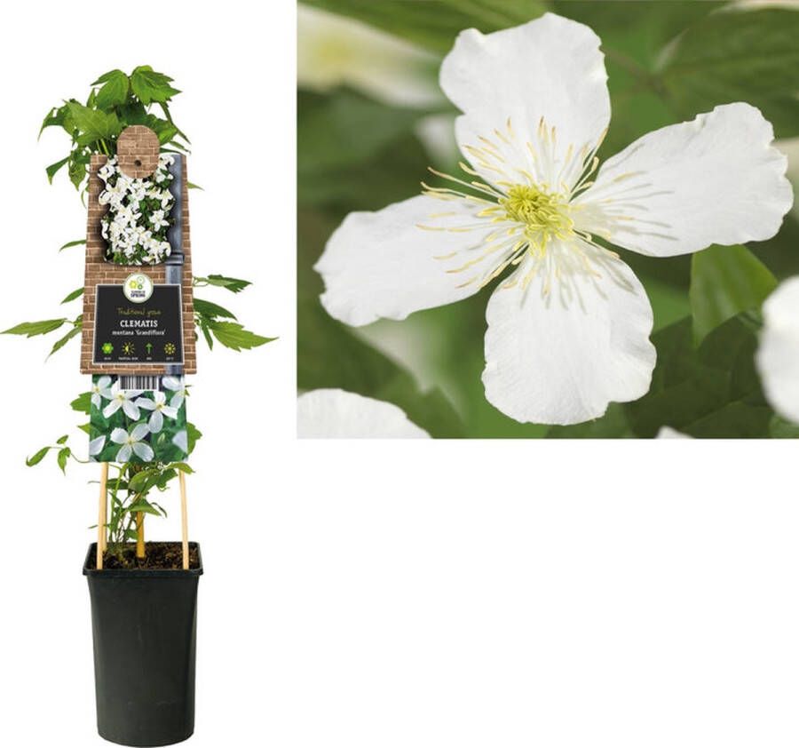 Megatuinshop.nl Klimplant Clematis montana Grandiflora (kleinbloemige Bosrank) witte bloemen