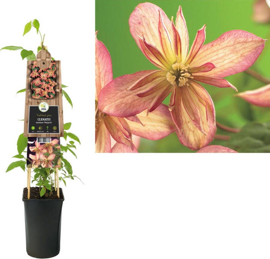 Megatuinshop.nl Klimplant Clematis montana Marjorie (Bosrank)