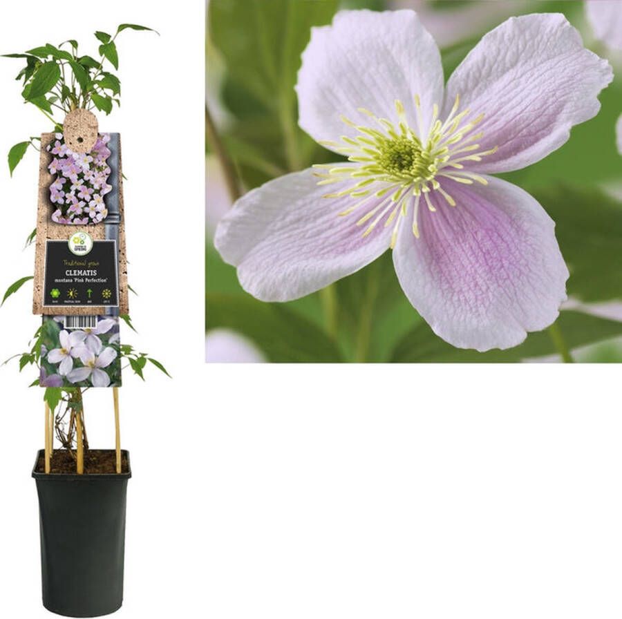 Megatuinshop.nl Klimplant Clematis montana Pink Perfection (Bosrank)