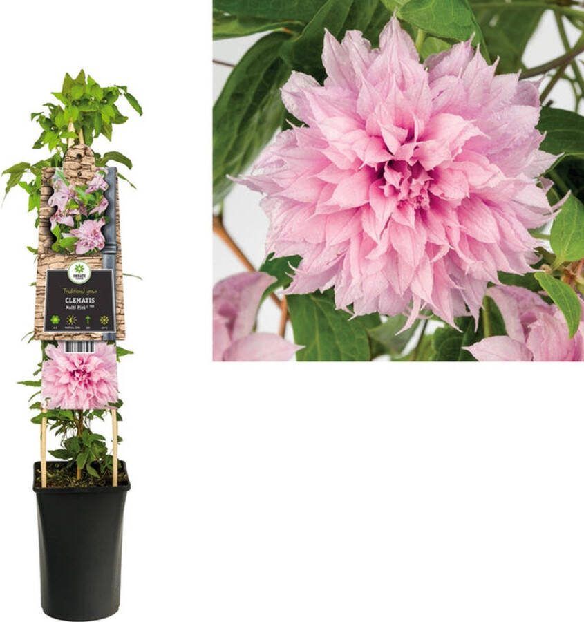 Megatuinshop.nl Klimplant Clematis Multi Pink PBR (Bosrank)