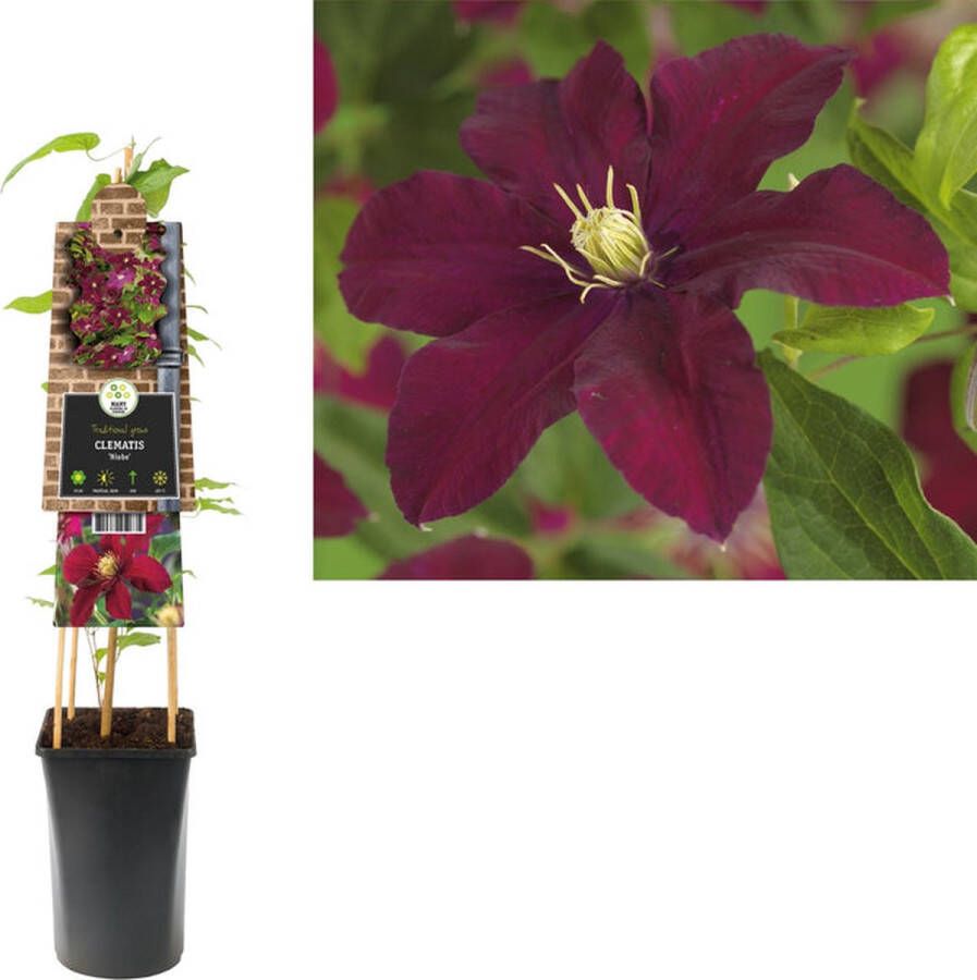 Megatuinshop.nl Klimplant Clematis Niobe (Bosrank)