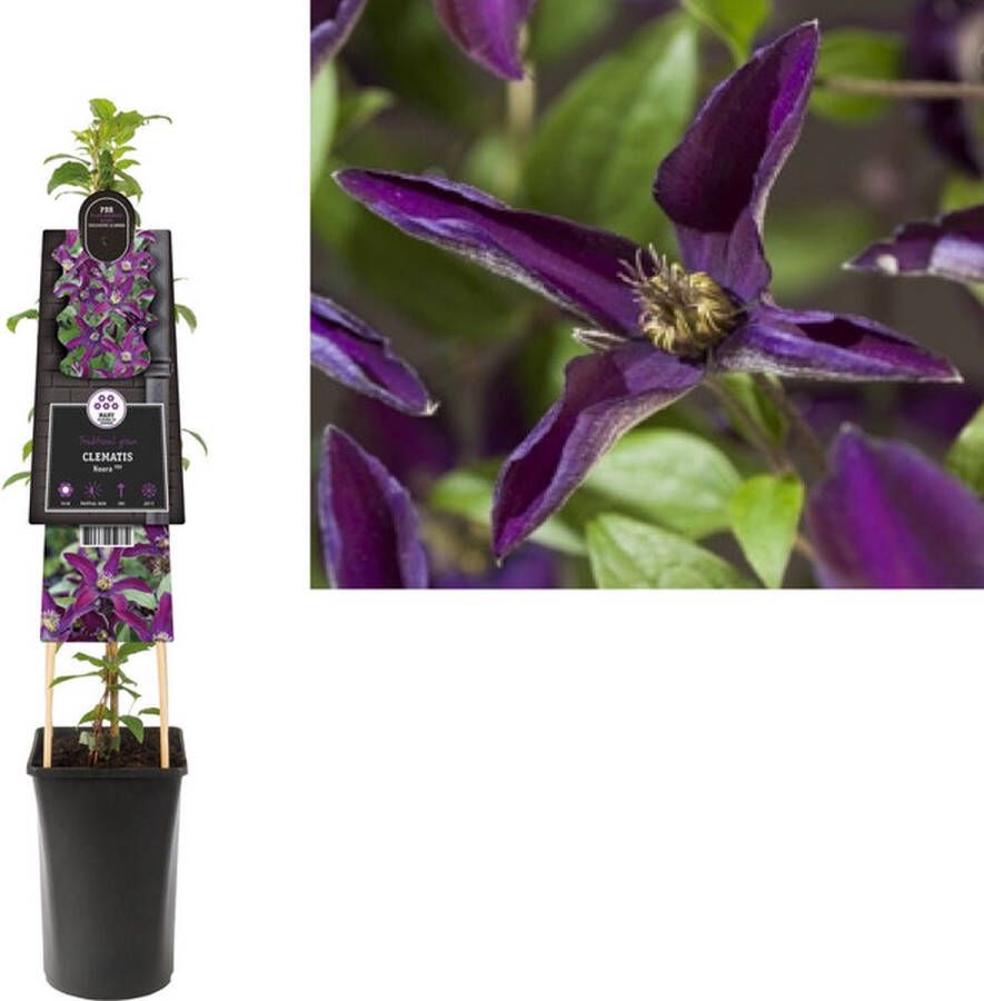 Megatuinshop.nl Klimplant Clematis Noora PBR (Bosrank)