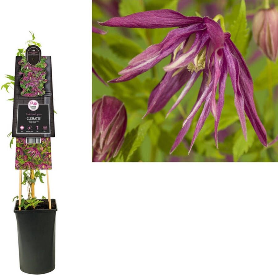 Megatuinshop.nl Klimplant Clematis Octopus PBR (Bosrank)