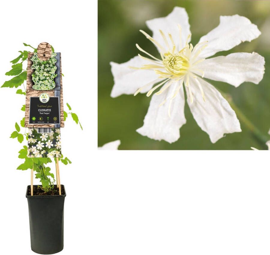 Megatuinshop.nl Klimplant Clematis Paul Farges (Bosrank)