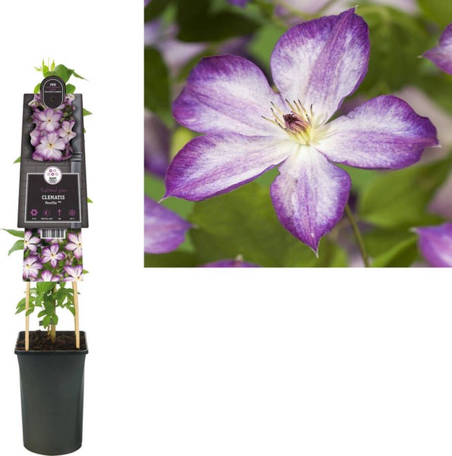 Megatuinshop.nl Klimplant Clematis Pernille PBR (Bosrank)