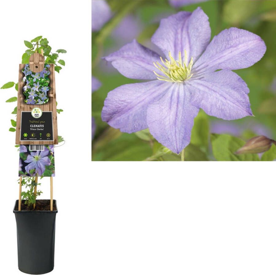 Megatuinshop.nl Klimplant Clematis Prince Charles (Bosrank)