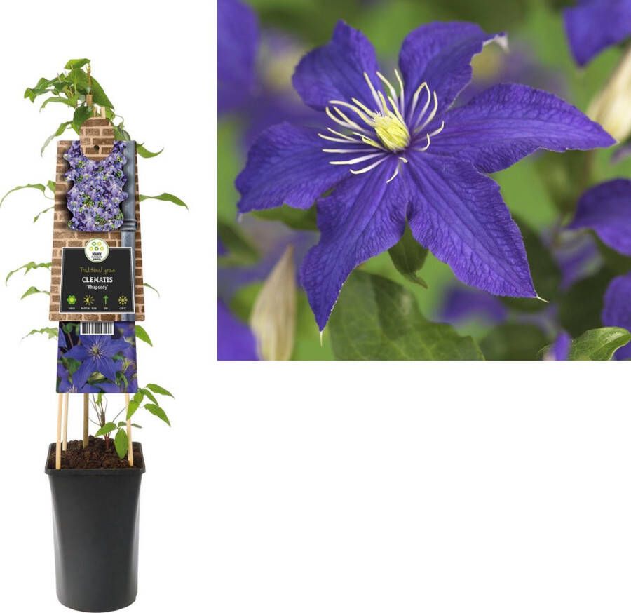 Megatuinshop.nl Klimplant Clematis Rhapsody (Bosrank)