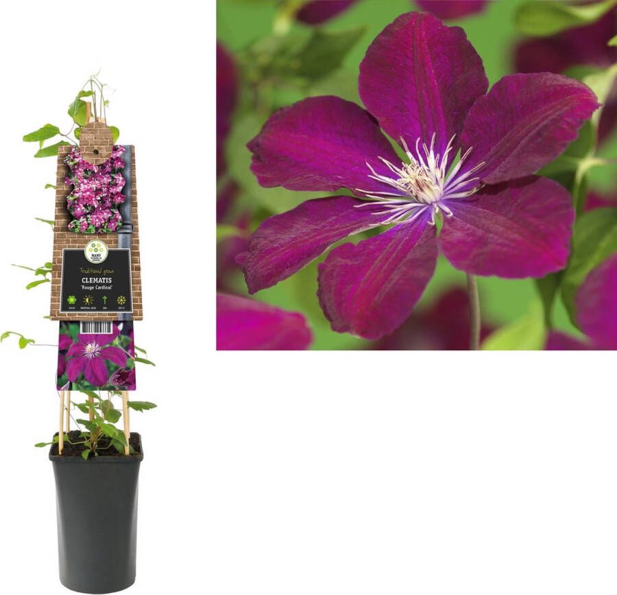 Megatuinshop.nl Klimplant Clematis Rouge Cardinal (Bosrank)