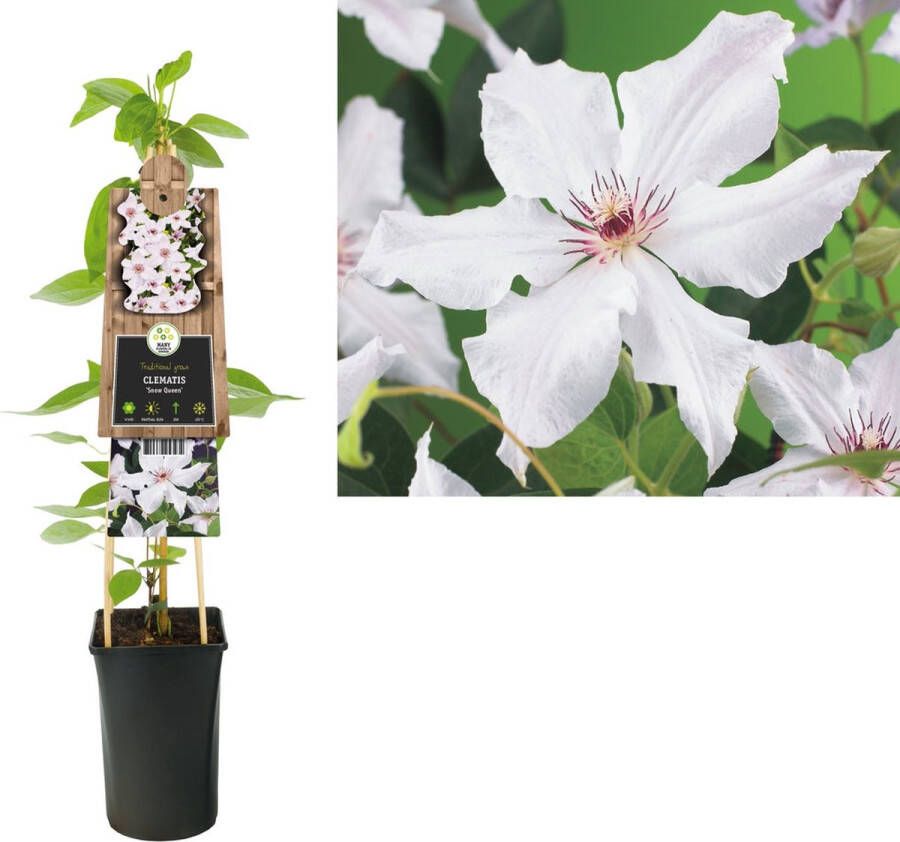 Megatuinshop.nl Klimplant Clematis Snow Queen (Bosrank)