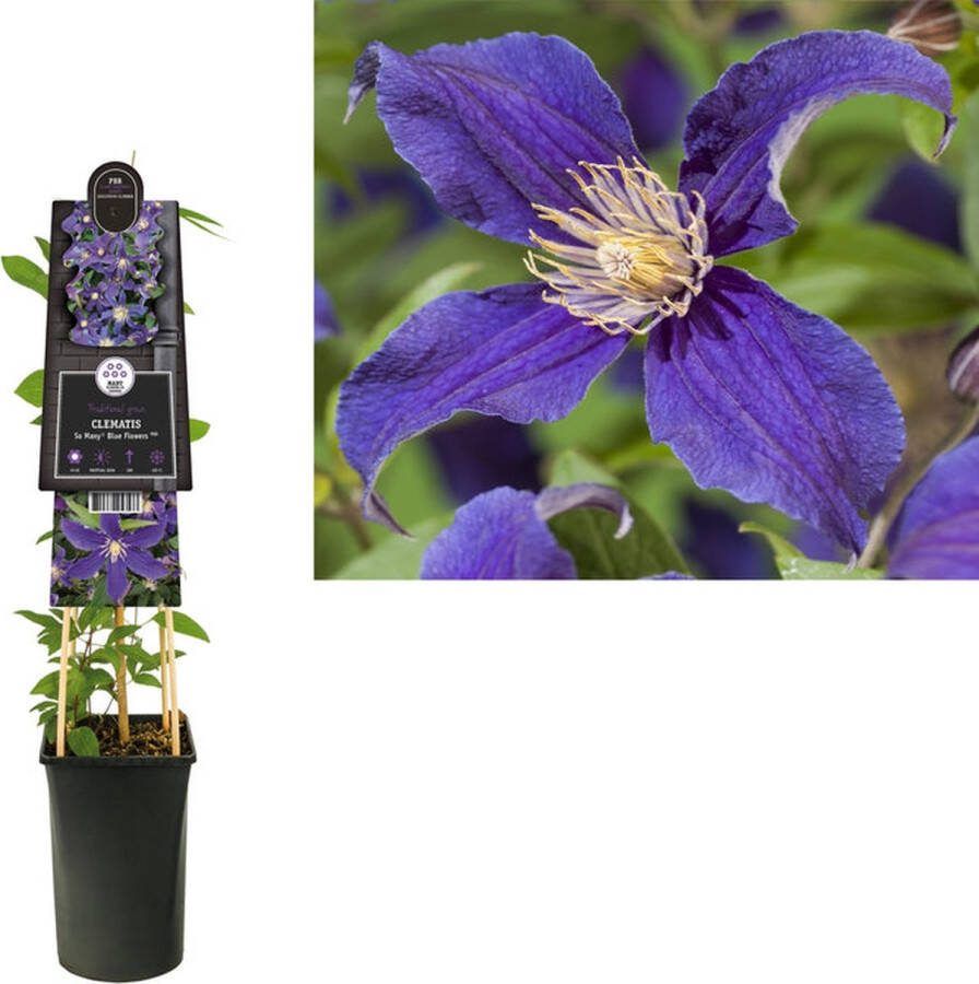 Megatuinshop.nl Klimplant Clematis So Many Blue Flowers PBR (Bosrank)