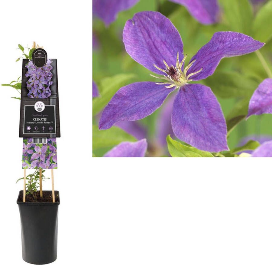 Megatuinshop.nl Klimplant Clematis So Many Lavender Flowers PBR (Bosrank)