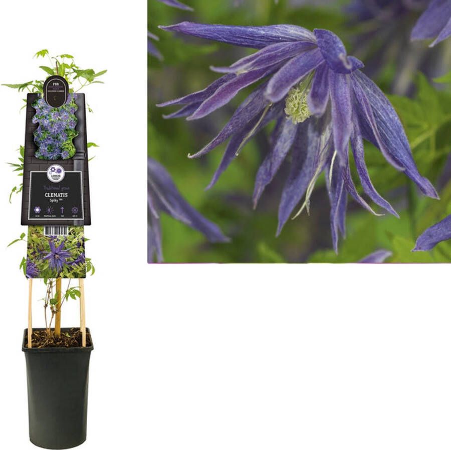 Megatuinshop.nl Klimplant Clematis Spiky PBR (Bosrank)